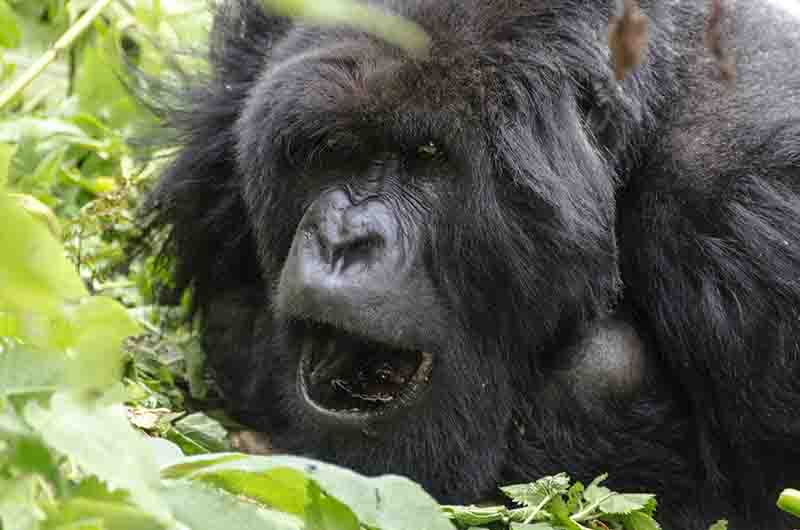 20 - Gorila - selva de Virunga - parque nacional de los volcanes - Ruanda